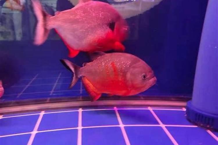 死鱼可以做肥料吗