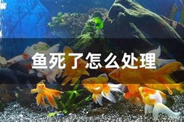 死鱼可以做肥料吗