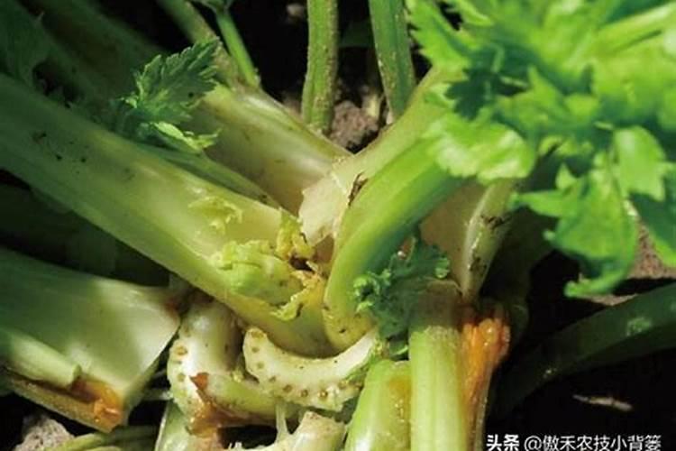芹菜缺硼的症状