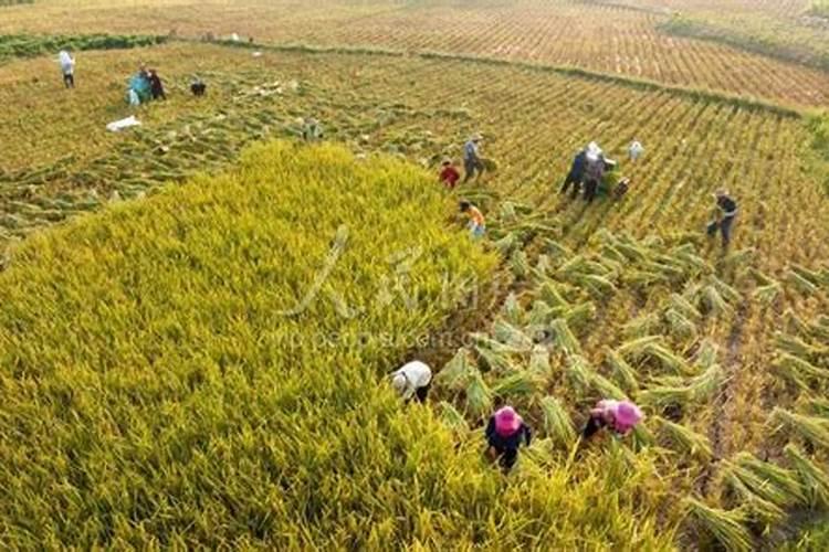 在农村,每亩租金500元,租用水田200亩种植水稻,能赚到多少钱？