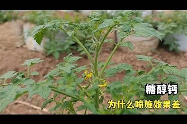 激素造成的裂果有什么办法？