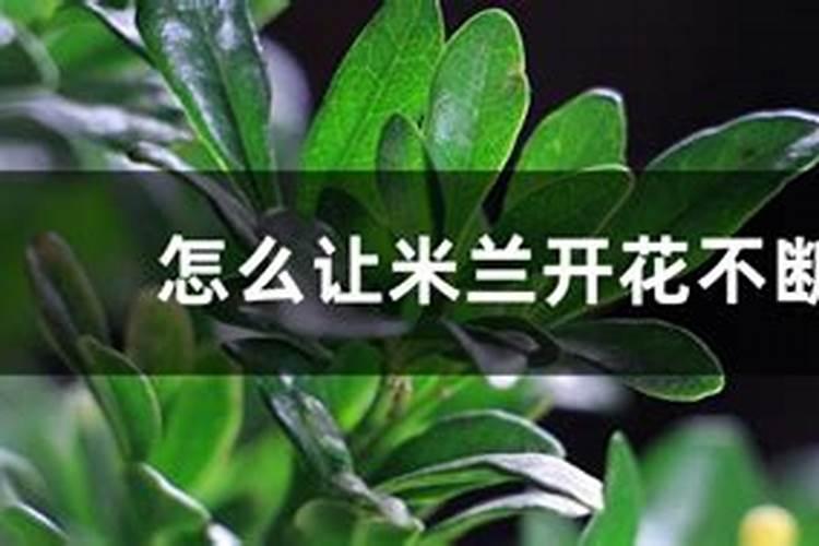 沙漠玫瑰有花苞后如何养护品质更高