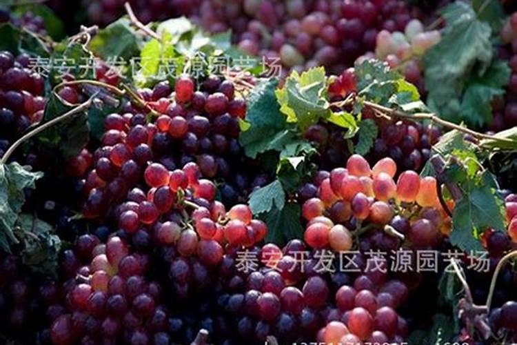 红提葡萄管理技术