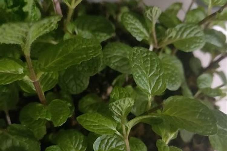 薄荷需要施肥吗 薄荷怎么施肥