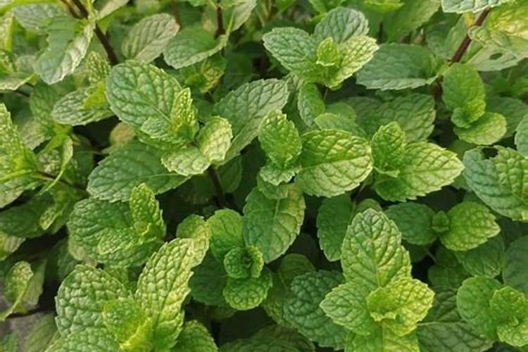 薄荷需要哪些肥料