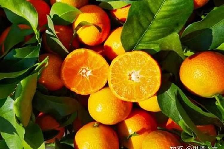 在农村种植柑橘的成本大不大？种植的技术要点有哪些？