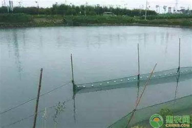 虾塘冬季用什么肥水 冬天虾塘肥水用什么最佳