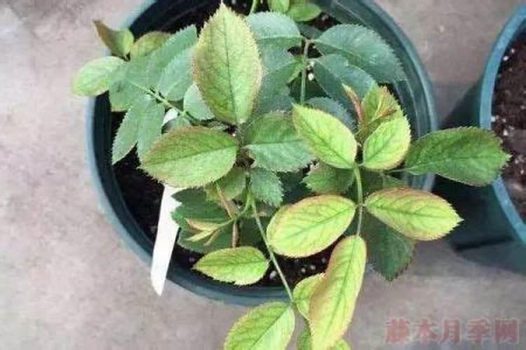 碳酸氢铵是什么,怎么选购？它是酸性还是碱性