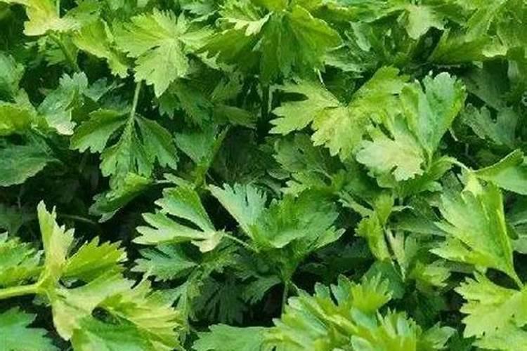 大葱应该如何进行种植呢
