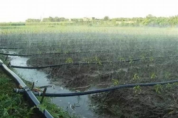 磷酸二氢钾对植物的功效和作用是什么？