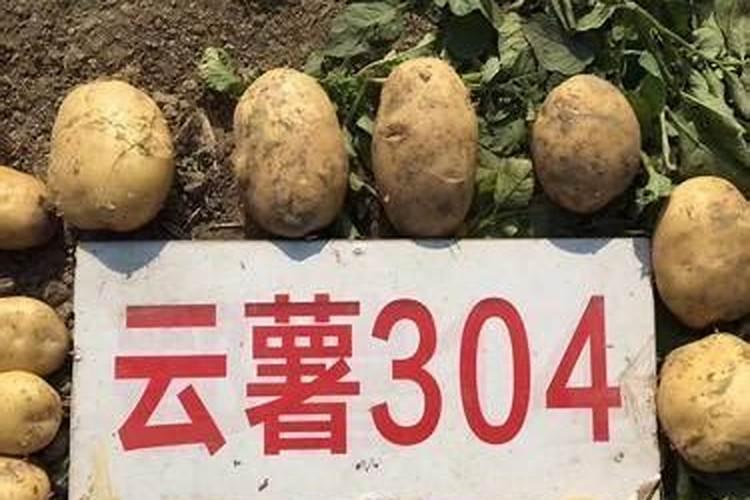 马铃薯种植到底用哪种钾肥好？该如何施好钾肥？