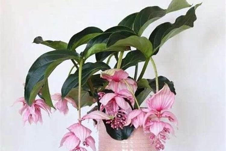 宝莲灯花修剪方法？宝莲灯花的修剪技巧分享
