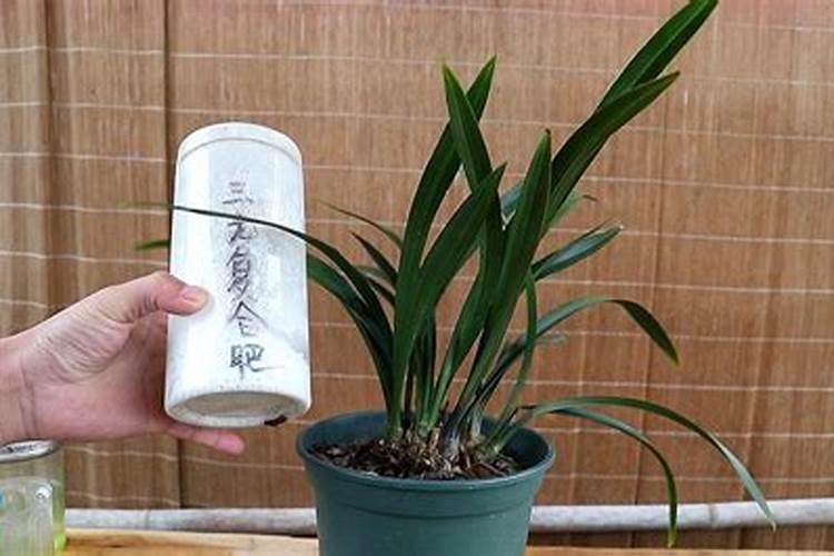 养花用什么肥料最好