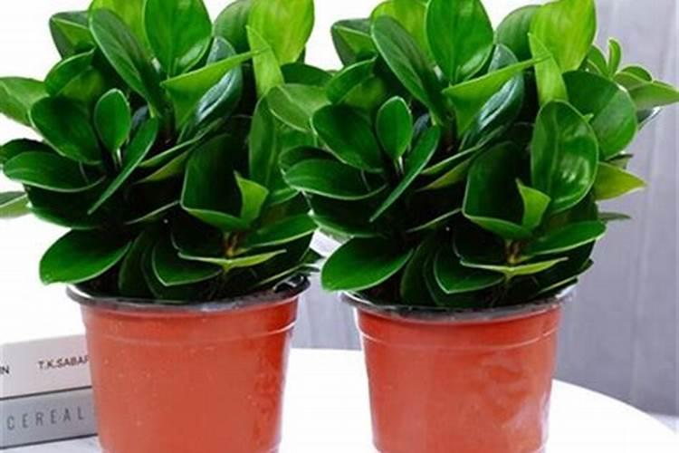种植油菜为什么要施硼肥 油菜啥时候施硼肥好