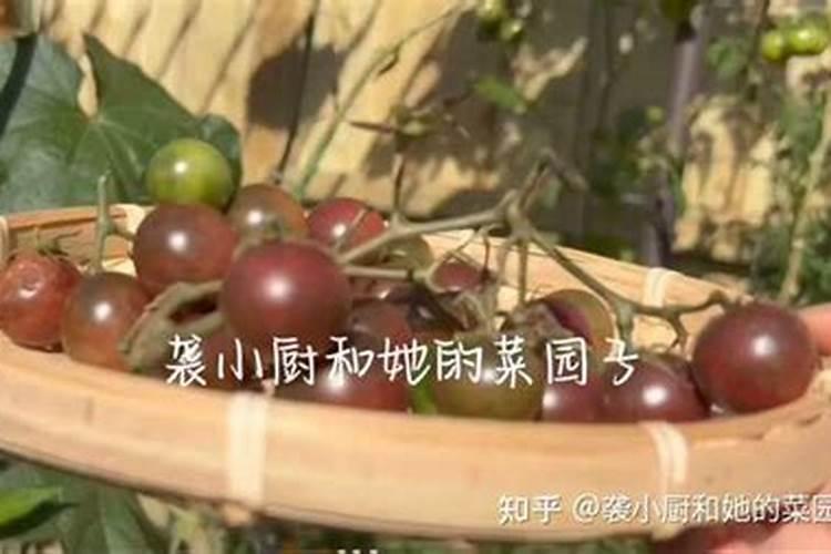 农作物会缺钙吗？如何给农作物补钙？