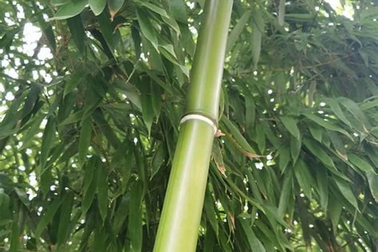 土豆专用肥,氮,磷,钾的含量比例？