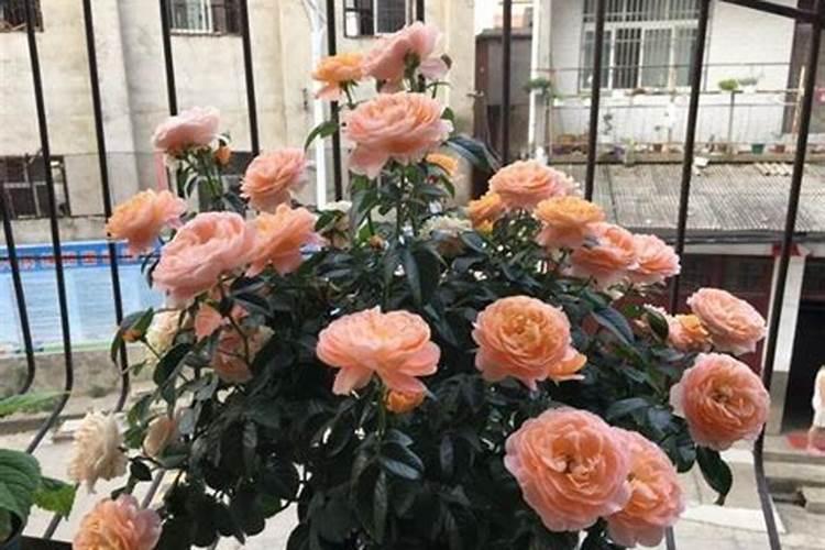 常用的钾肥有哪些？各有什么优缺点？
