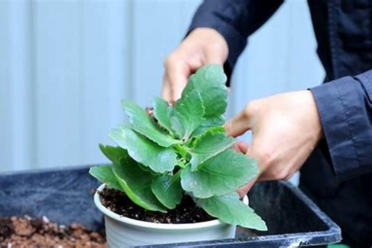 给植物浇钙片的方法是什么呢？