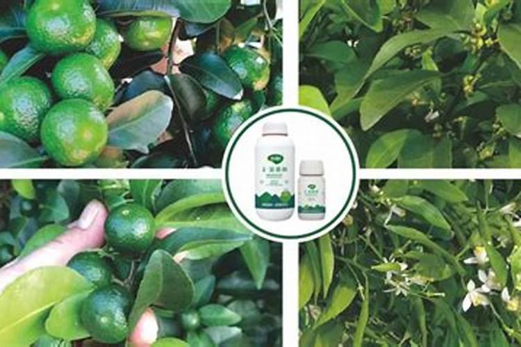 月季开花的时候能喷叶面肥吗？月季开花前什么时候喷施叶面肥