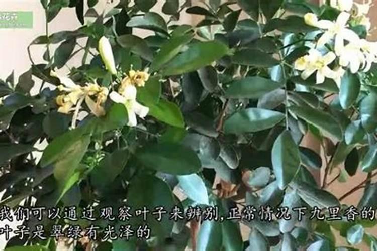 九里香花期养护方法