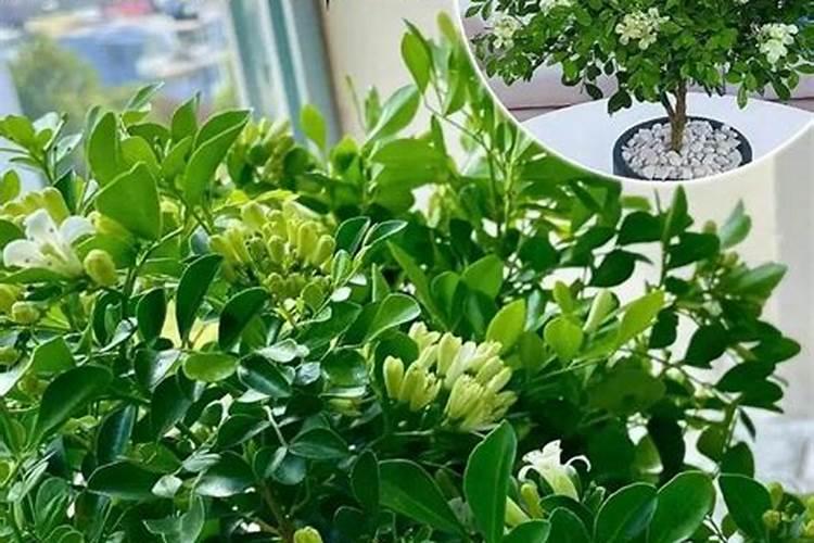 九里香花期养护方法,在开花的时候要注意这3种情况