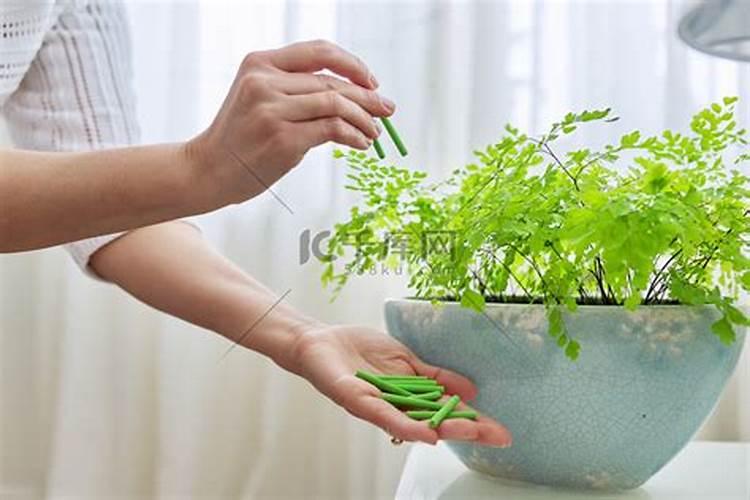什么肥料养花最好的效果;室内养花用什么肥料最好
