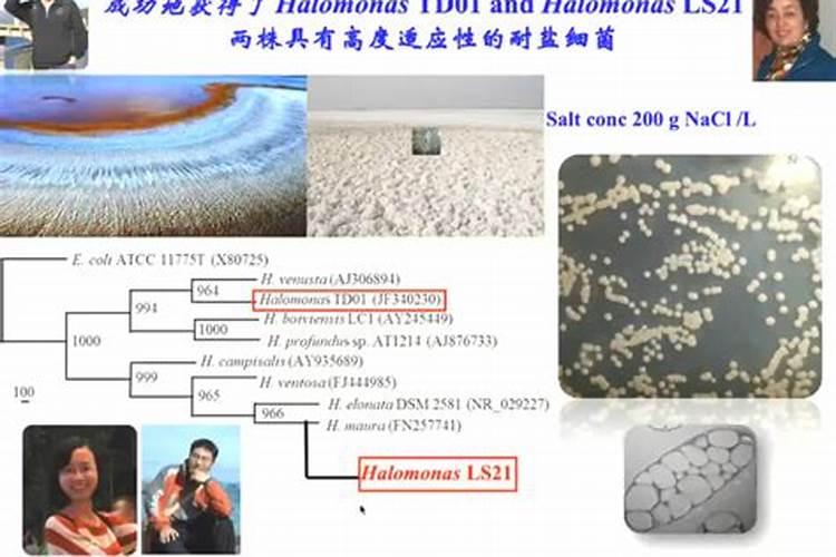 大便怎么都是蛋蛋状的