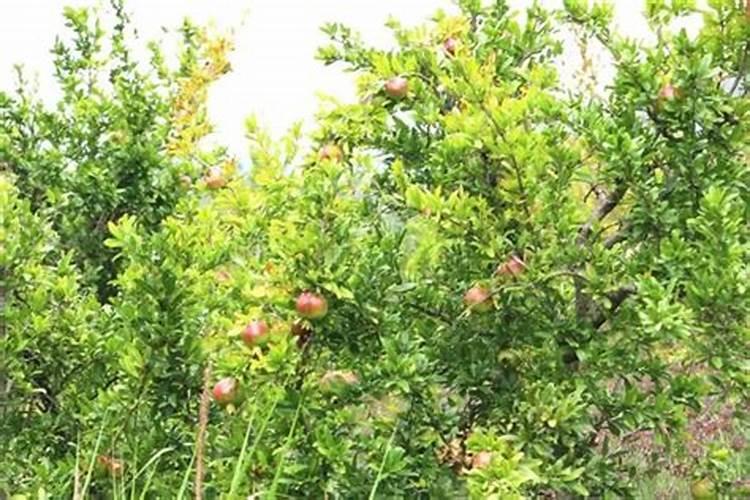 石榴树如何施肥 不同季节石榴树施肥的方法