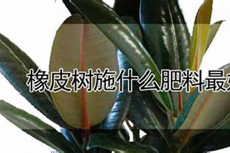 小麦用芸苔素拌种用量是多少 拌种后多久播种合适