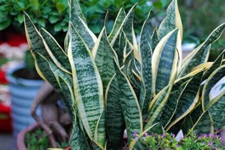 盆花施什么肥料 虎皮兰施什么肥料最好