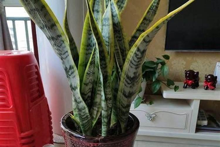 虎皮兰怎么养才能开花 虎皮兰怎样养才能开花