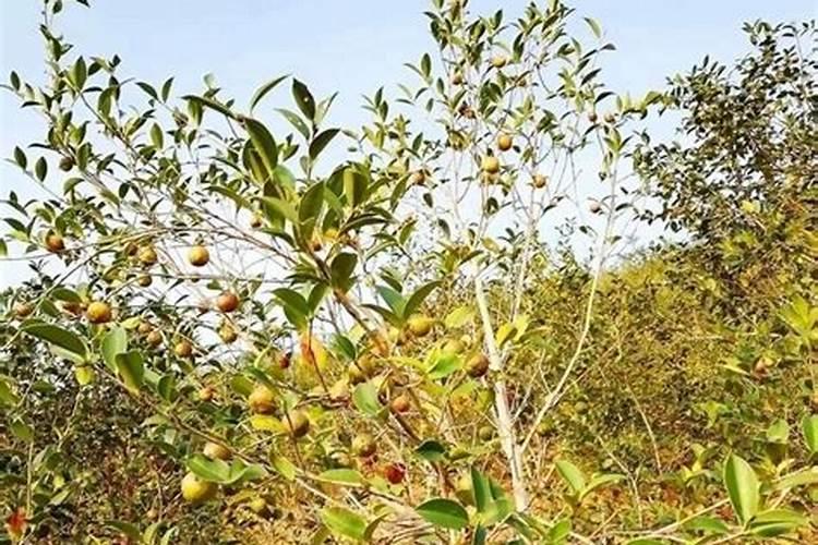冬季花椒树怎么施肥 冬季花椒树施肥方法