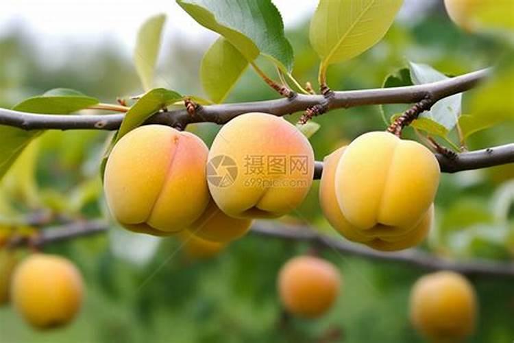 李子树疏果后可以施氨钙肥吗？