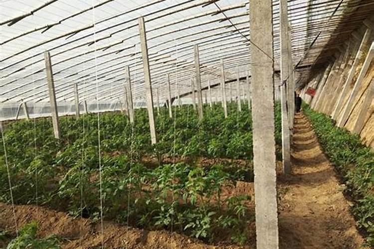 种花菜用什么肥料最好