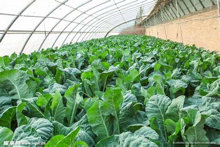 种花菜用什么肥料最好