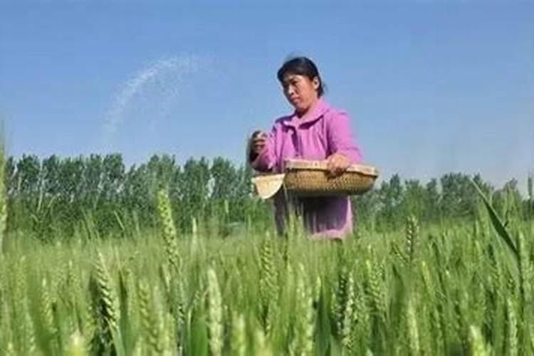 芸苔素拌种使用量？