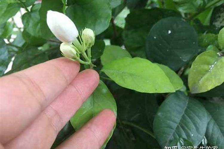 茉莉花可以用磷酸二氢钾吗