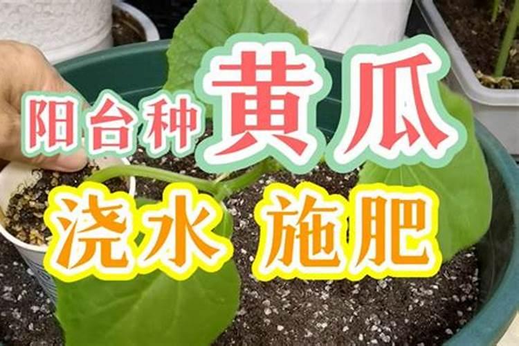 烟台裕原硅肥叶面肥在黄瓜上的作用