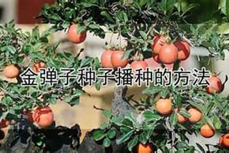 金弹子盆栽怎么施肥