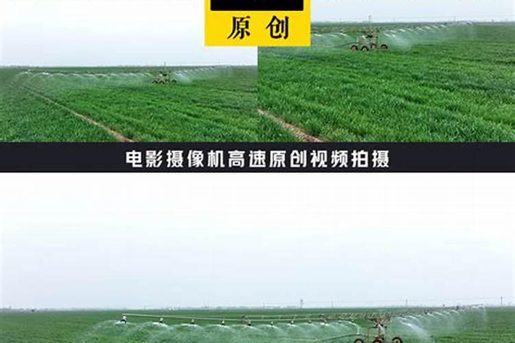 小麦返青能用水溶肥吗,水溶肥施用技巧