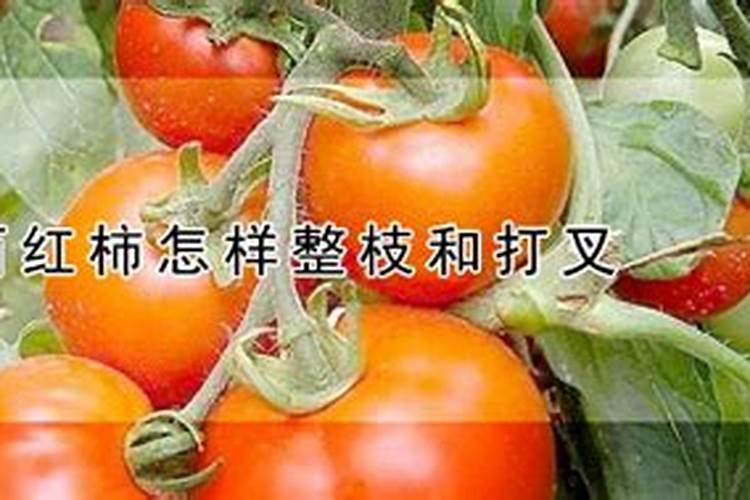 西红柿施肥时间及方法