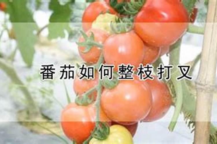 西红柿定植使用什么化肥 西红柿施肥的注意事项