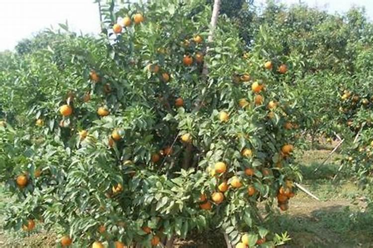 种植沃柑施肥时间和方法