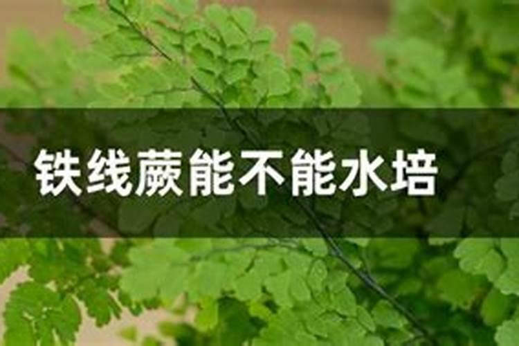 铁线蕨叶子发黄怎么处理