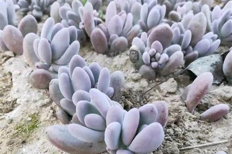 花卉叶面肥使用方法 叶面肥喷叶子正面还是背面
