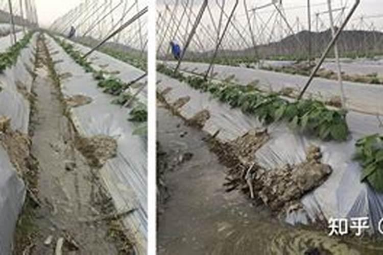 豆角开花时用什么肥料