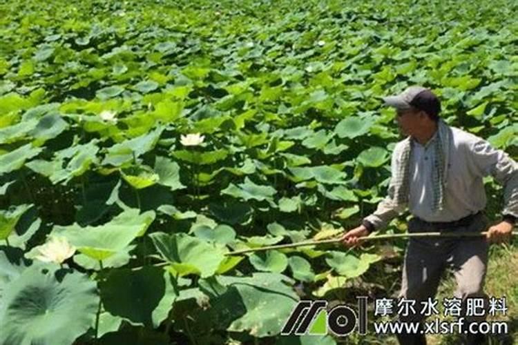 种莲藕用什么肥料好