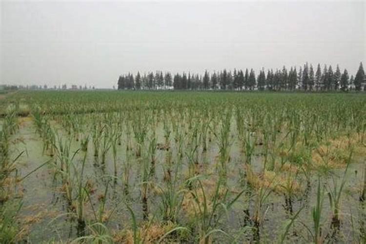 茭白的正确种植方法有哪些
