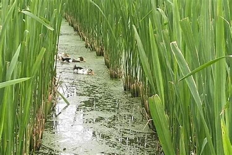 茭白的正确种植方法有哪些