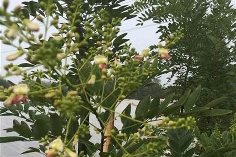 硫酸铵是氮铵肥料吗？